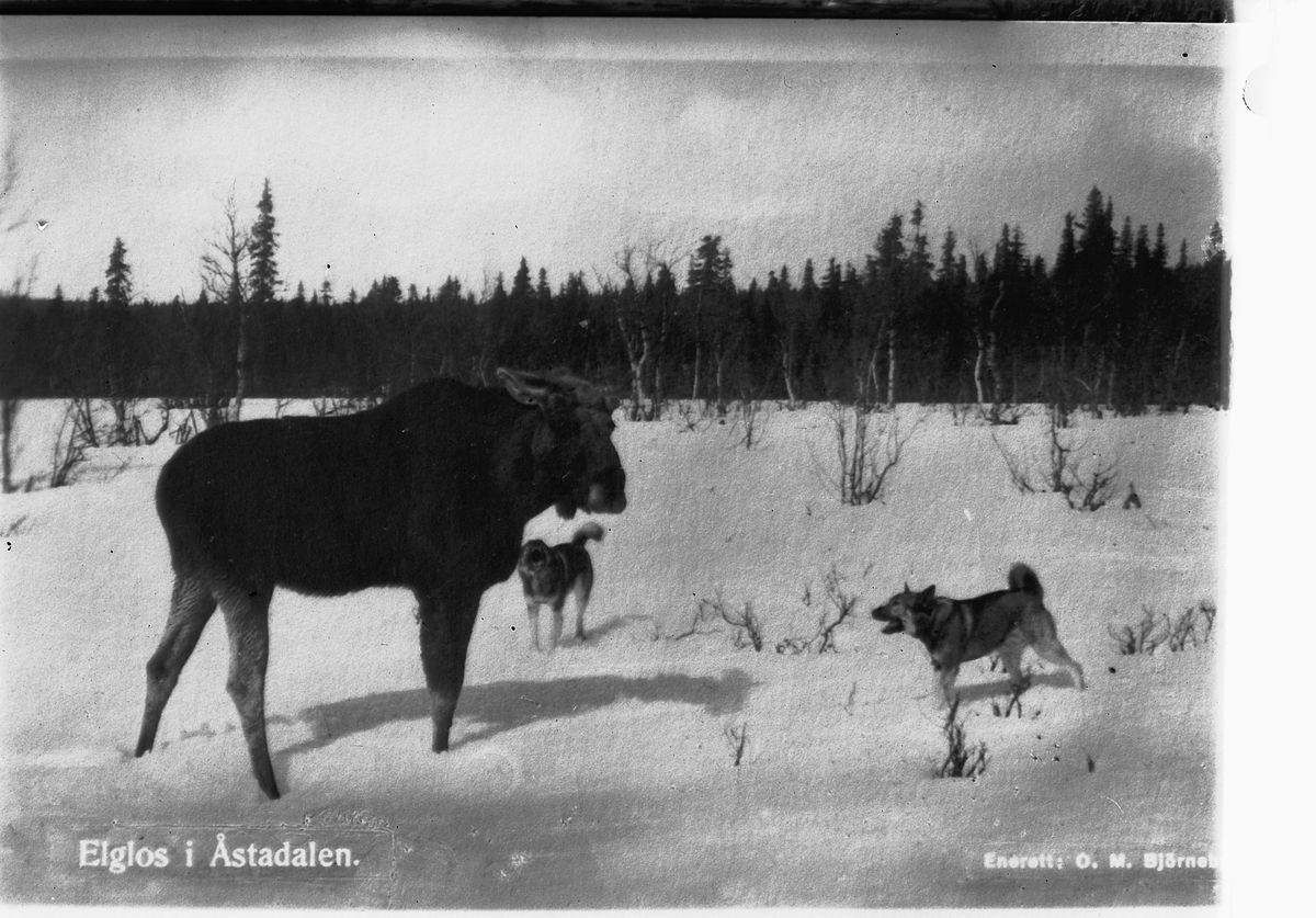 Håkon Prestkværn, ELG, ELGHUND, ELGLOS I ÅSTADALEN, Ringsaker. FOTO: BJØRNEBY.
