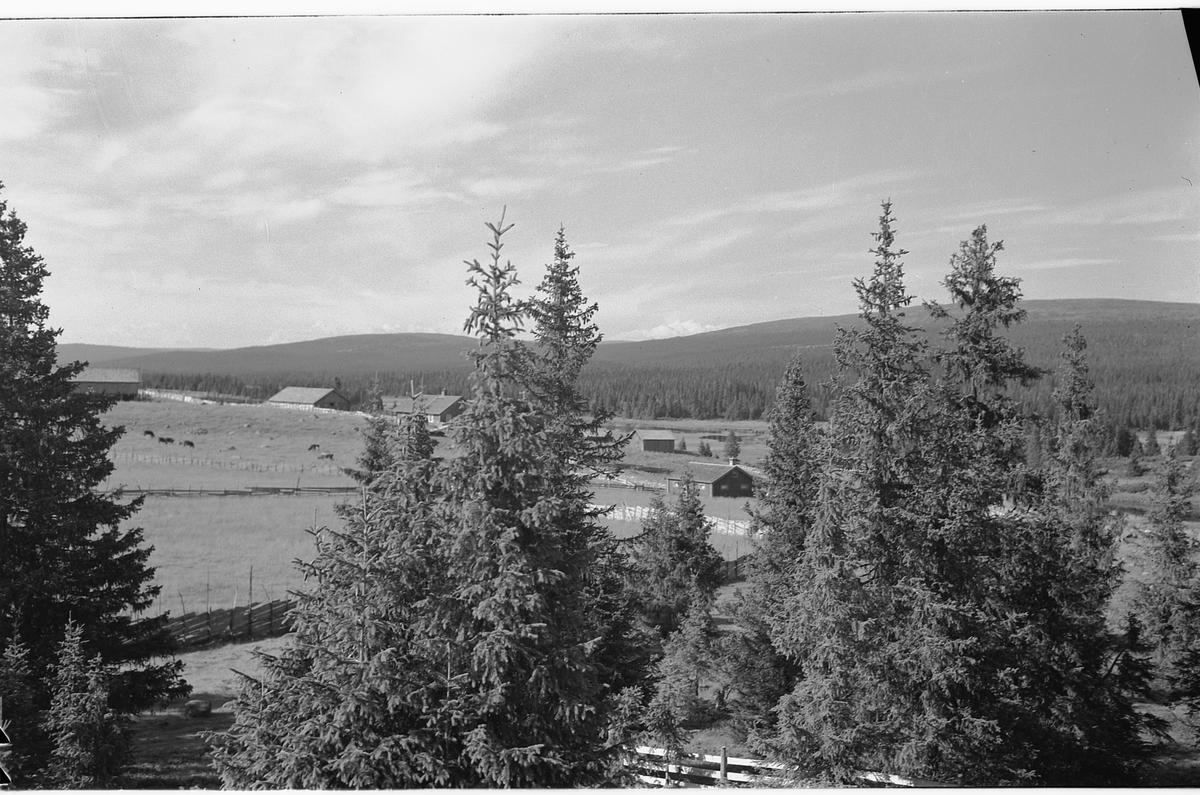 Håkon Prestkværn, KVARSTADSETRA, RINGSAKFJELLET, SETERGREND.