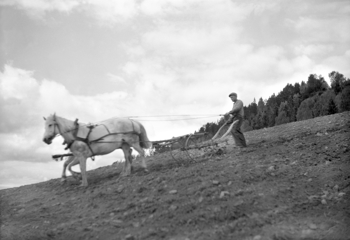 Håkon Prestkværn, Kjos gard, våronn, hest,harv, våronn.