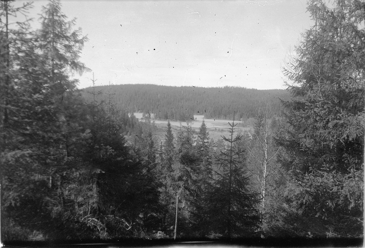 Håkon Prestkværn, Skog, landskap.