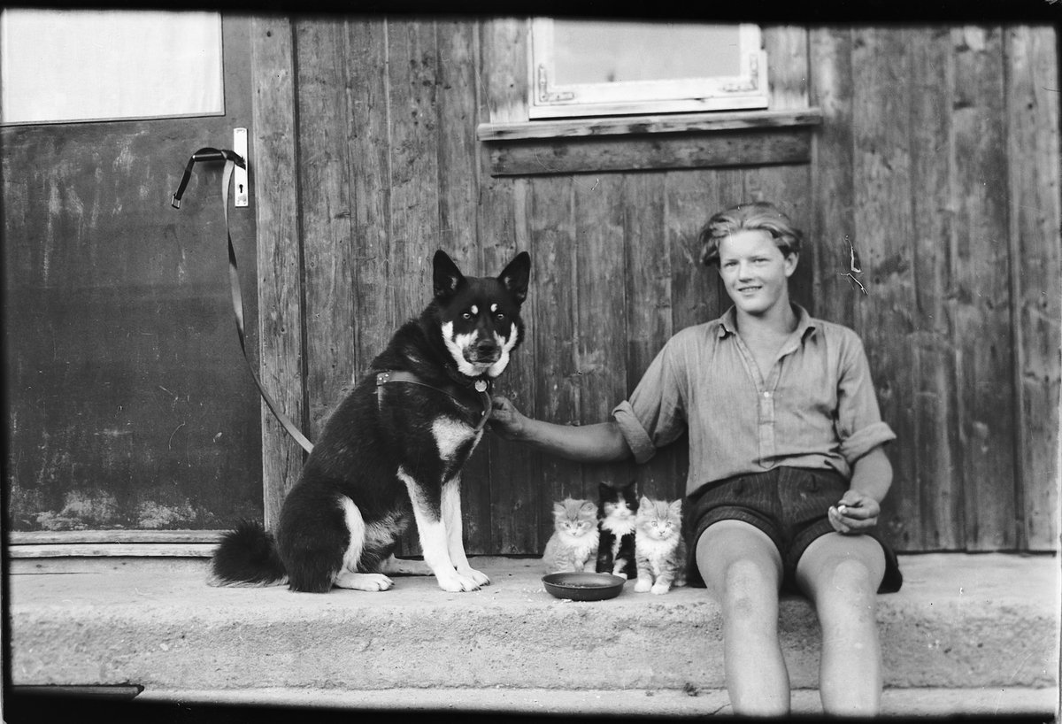 Håkon Prestkværn, Gutt sitter på trammen med en hund og tre kattunger.
