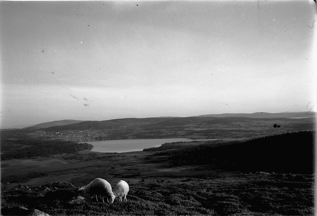 Håkon Prestkværn, Landskap. To sauer på beite.