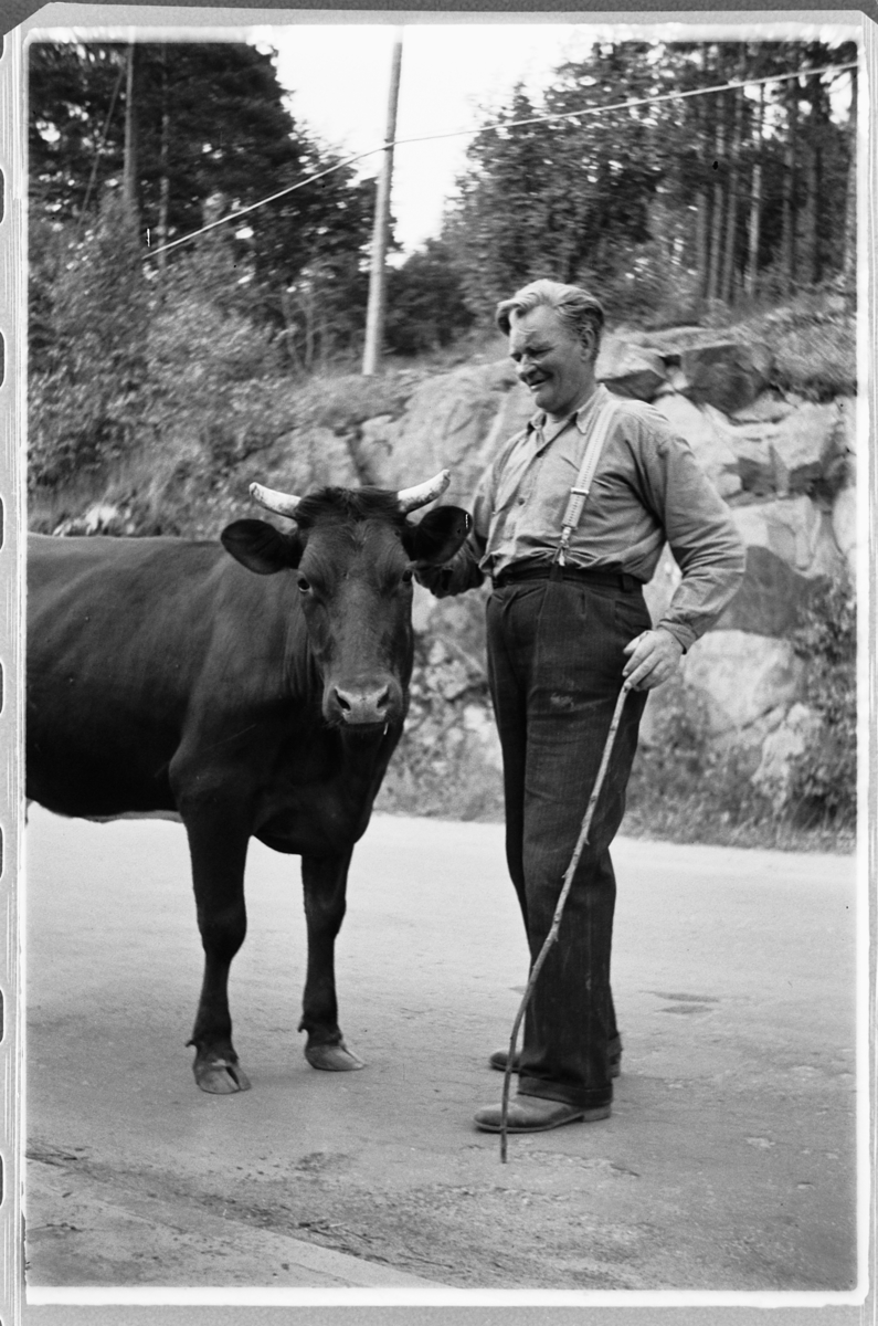 Håkon Prestkværn, Mann med ei ku på en vei.