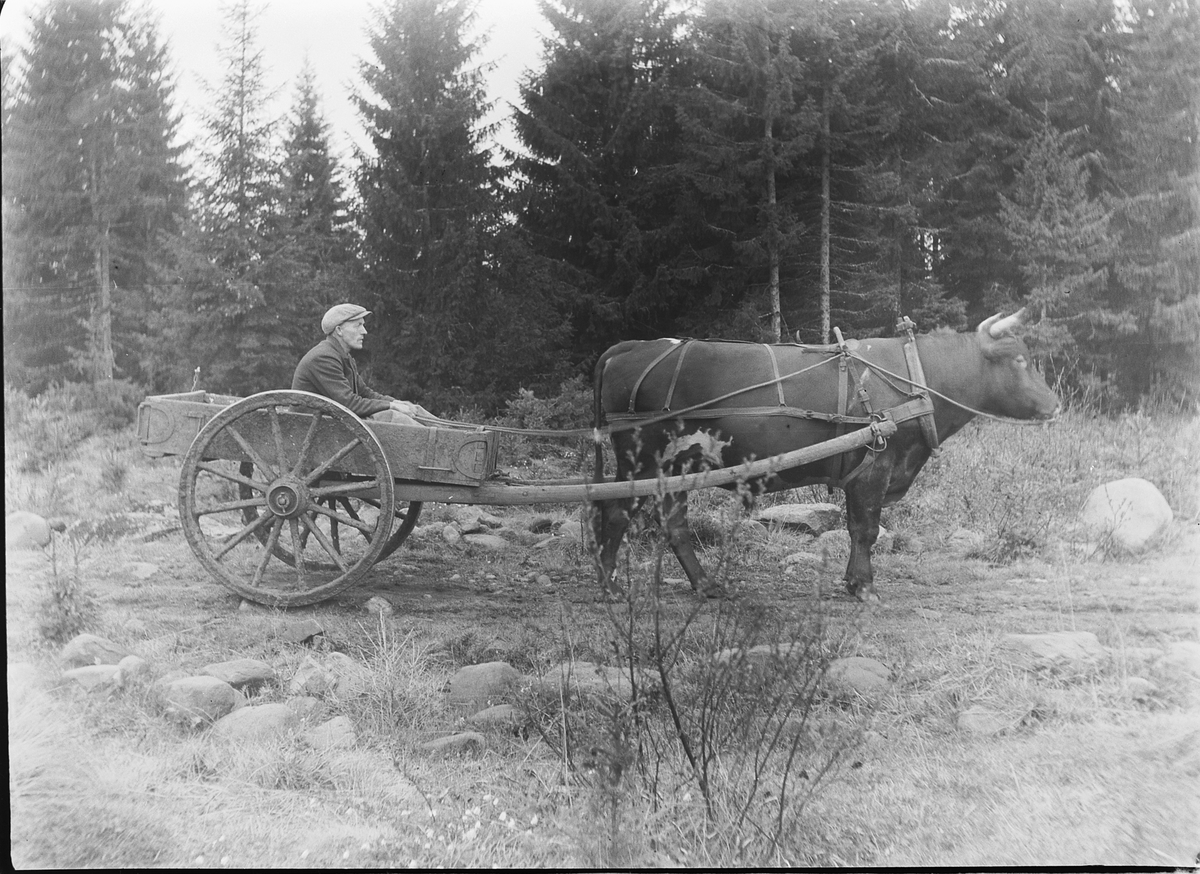 Ole M Martinsen, OKSE TREKKER KJERRE, mann i kjerra.