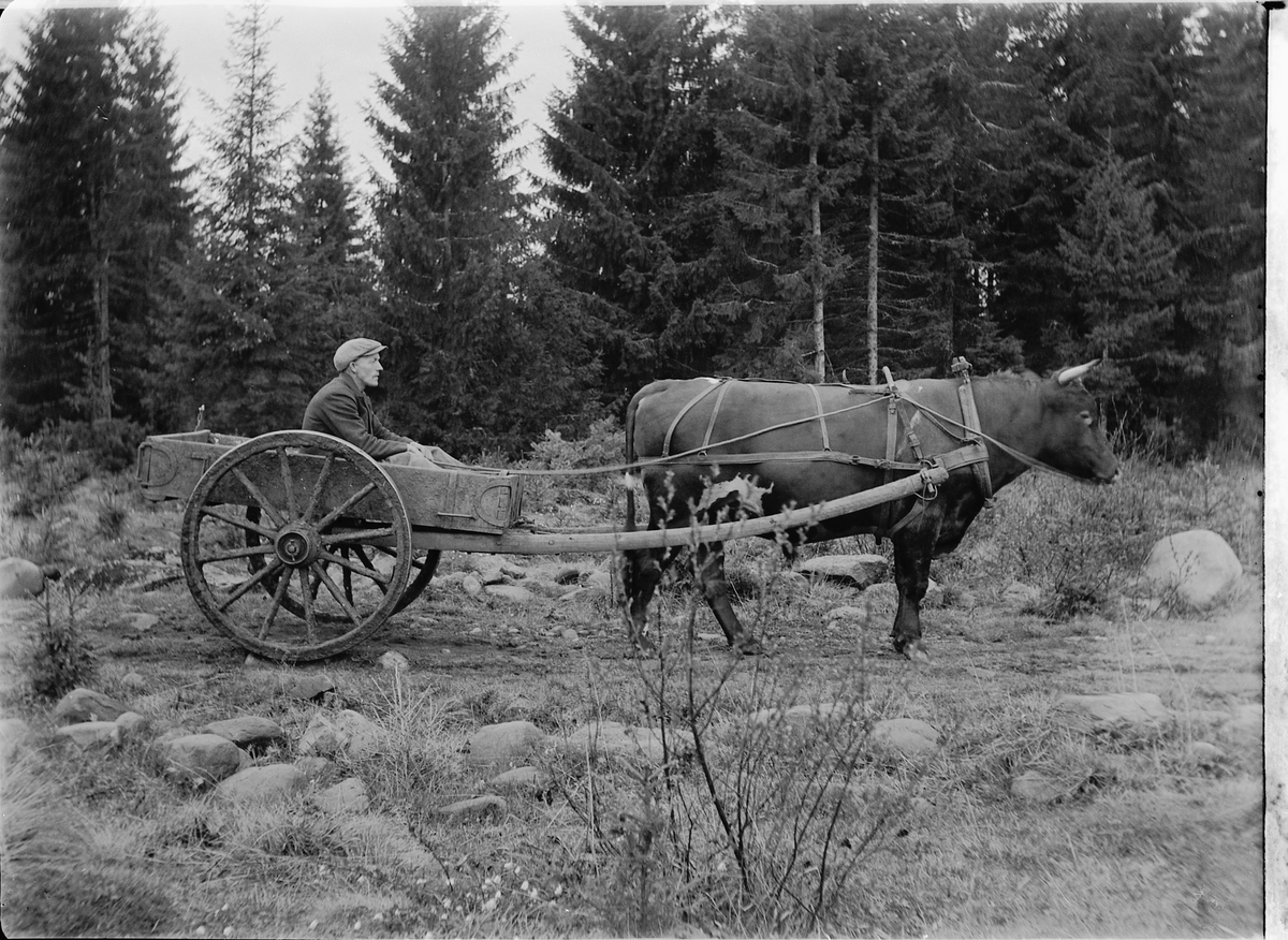 Ole M Martinsen, Okse som trekkdyr foran møkkjerre. Ukjent mann sitter i kjerra, kjerreveg med skog i bakkant. Okse trekker kjerre. Det var flere i Løtenområdet som brukte oksen som trekkdyr, bla Karlot Bronkebakken i Skogbygda.