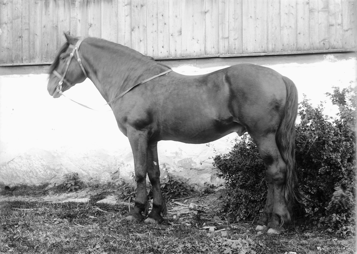Kristoffer Horne, Hest, hingst.