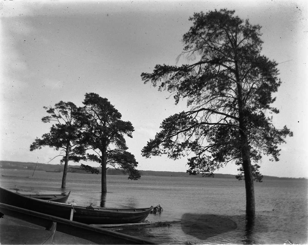 Johs. (Johannes) Johannessen, Høiensalodden, Hamar. Flom i Mjøsa 1927. Robåter, furutrær.