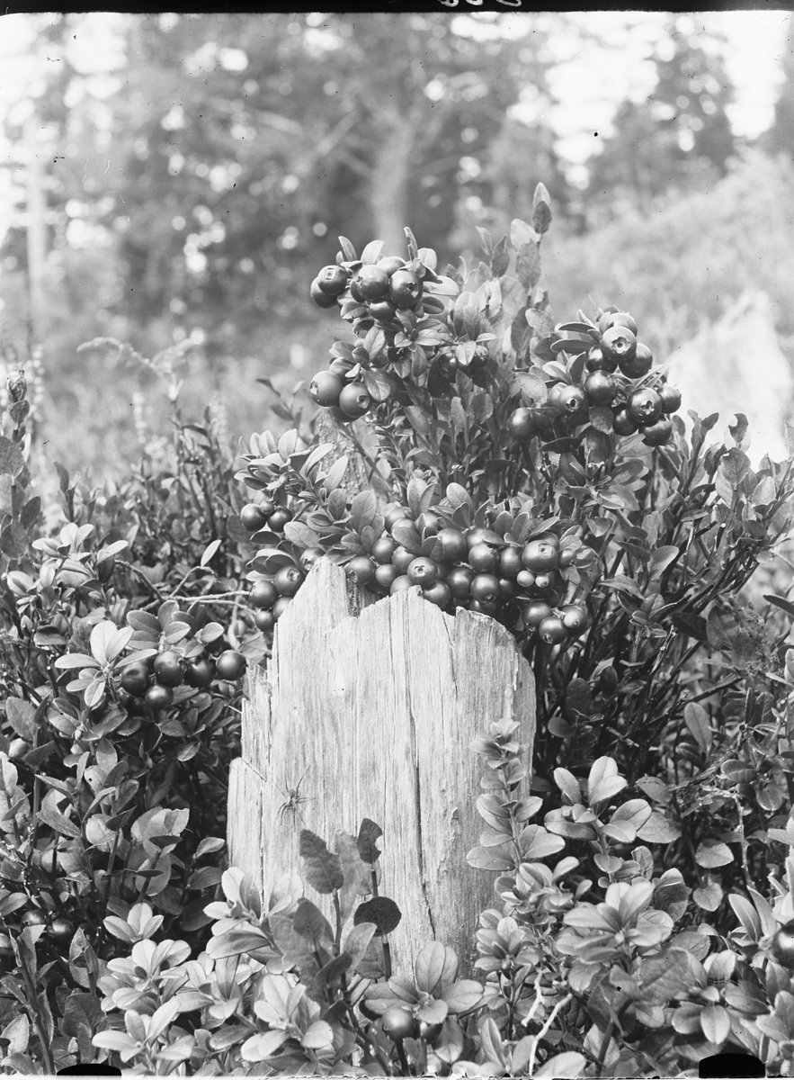 Simen Baardseth, Tyttebær ved en stubbe i skogen.