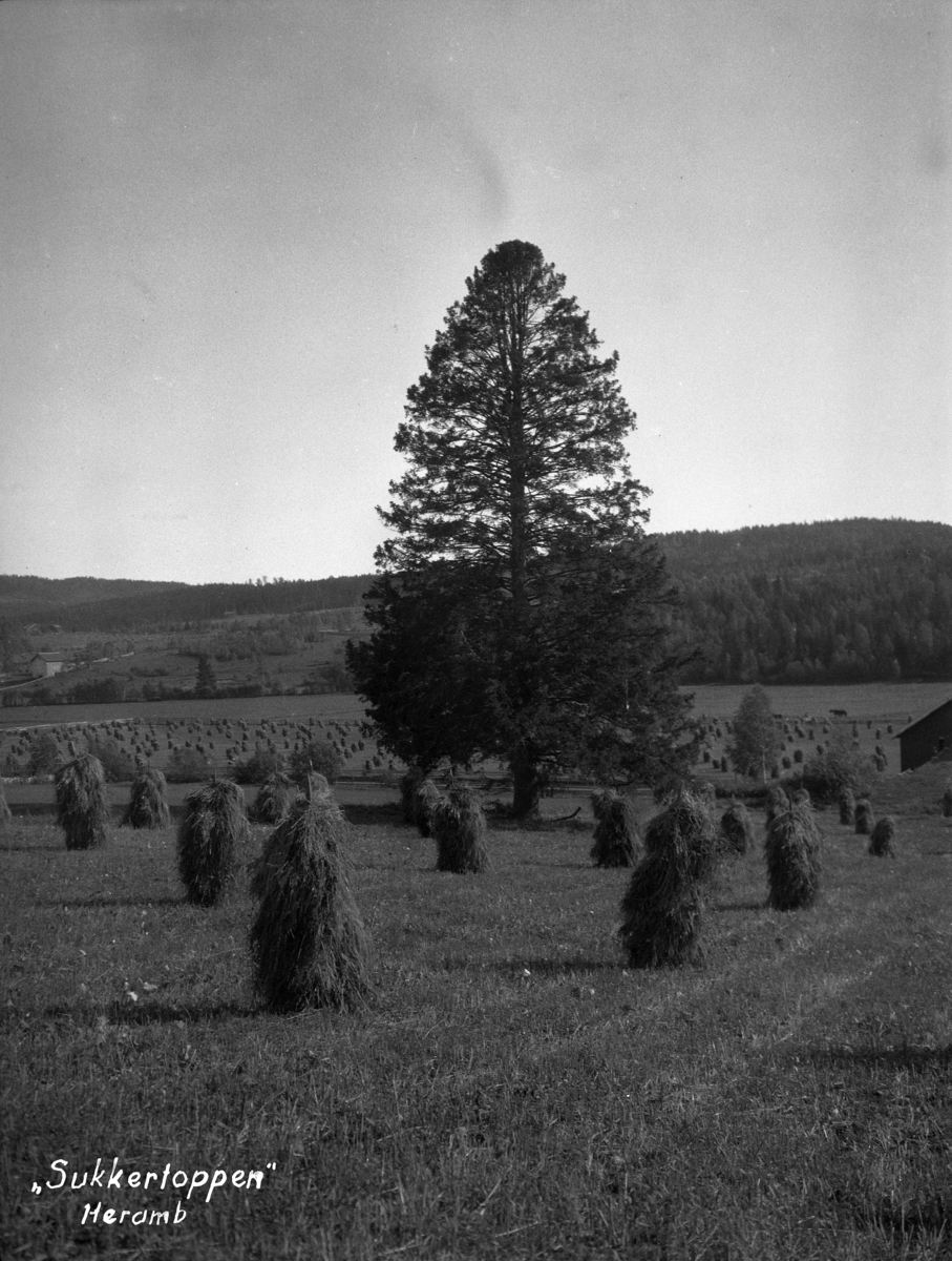 Kristian Heramb, Stor furu ute på jordet, korn til tørk, kornsnes. "Sukkertoppen" Heramb, Ringsaker. Furu som stod midt i åkeren på østsiden av vegen.