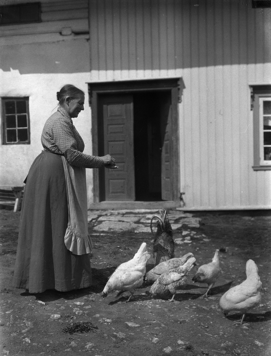 Kristian Heramb, Agnete (f. 1849) Rindal Heramb, mor til Iver Heramb. Føderådskone mater hønene på tunet.