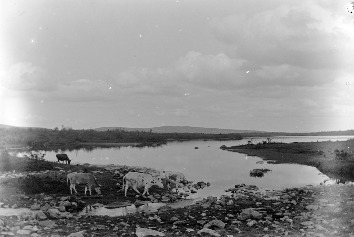 Ole Hansen Løken, KYR VED LJØSVATNET, RINGSAKERFJELLET.