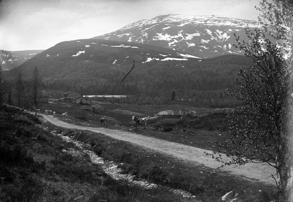 Johannes Larsen Alhaug, Kuer på beite langs en vei. En gård i bakgrunnen.
