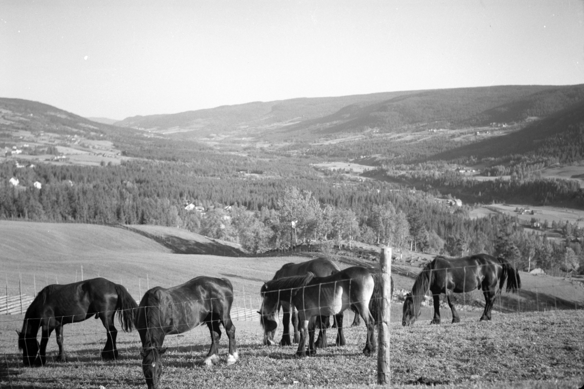 Håkon Prestkværn, Landskap, hester på beite, Gudbrandsdalen?