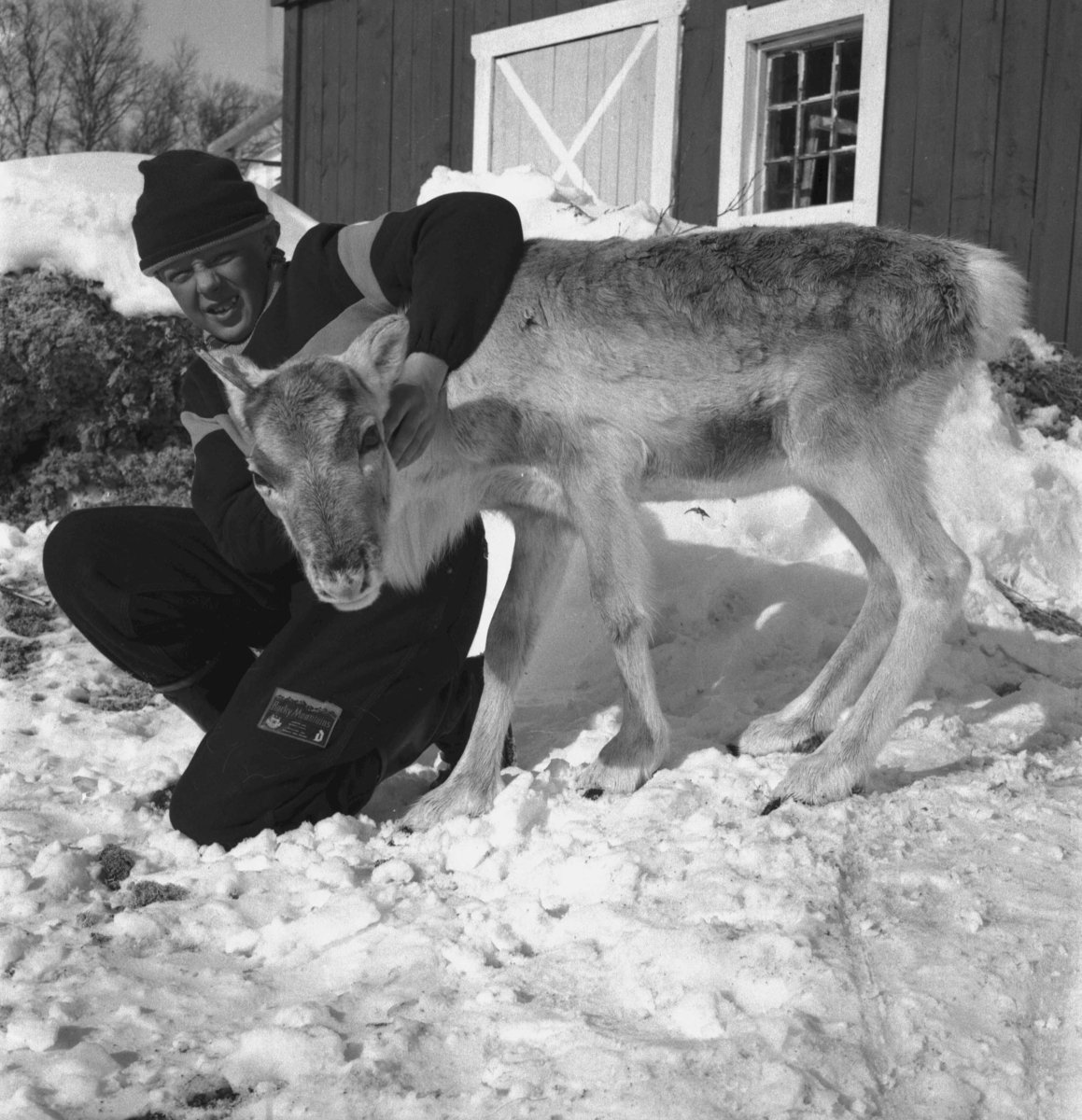 Per Magne Grue, Os, Tufsingdalen, Reinsdyrkalv, Mann Snø