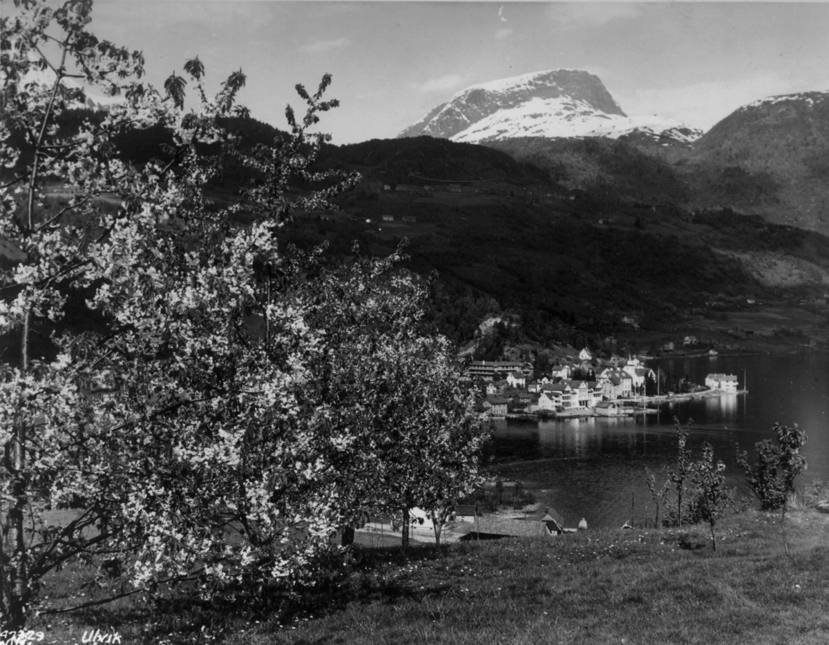 Anders Beer Wilse, Wilse original, Fruktblomstring, Ulvikpollen
