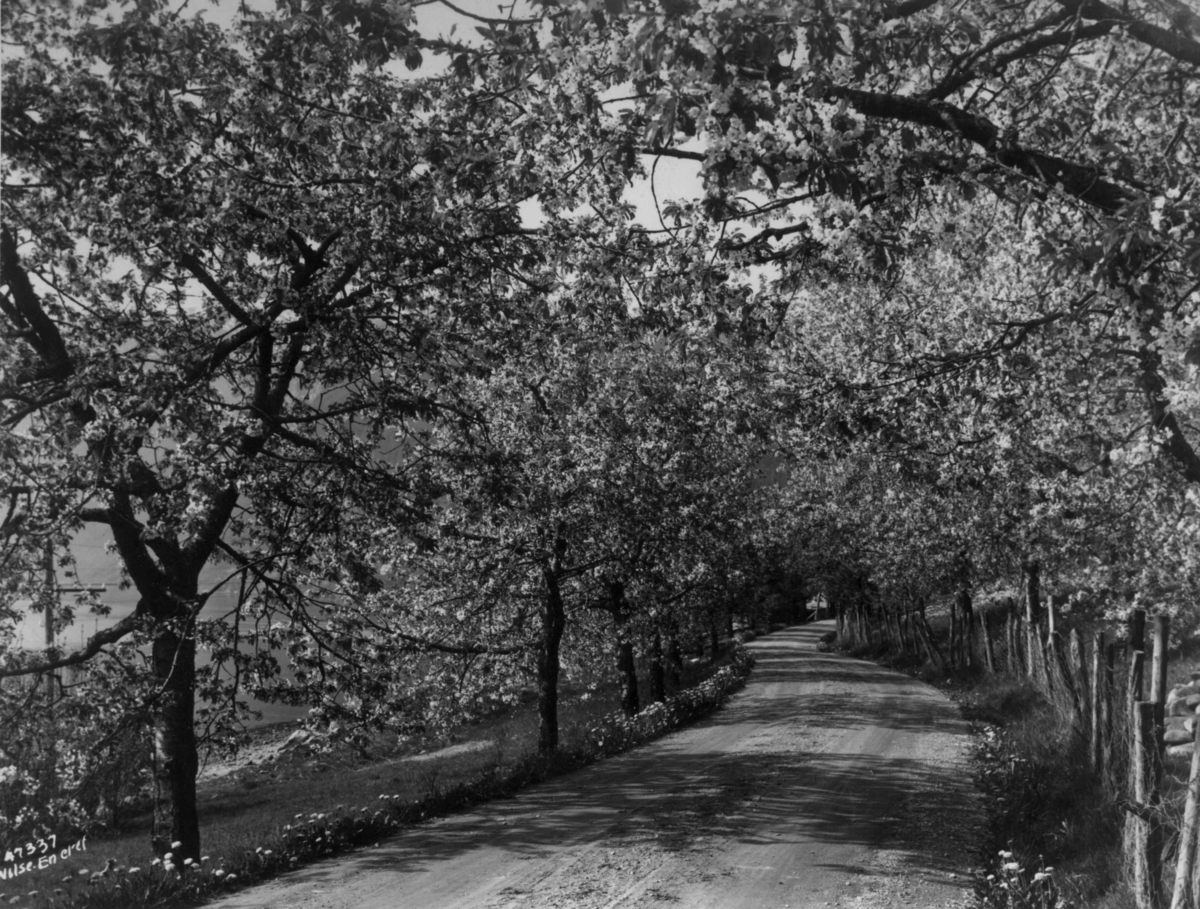 Anders Beer Wilse, Wilse original, Frukblomstring