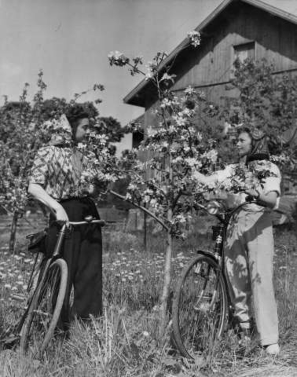 Anders Beer Wilse, -6258