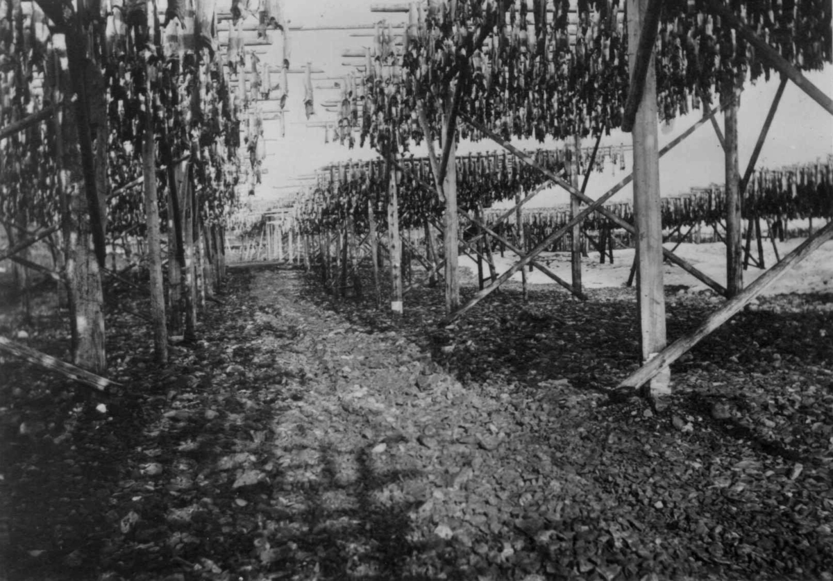 Ellisif Rannveig Wessel, Tørrfisk på hjell, Ytre Vadsø, Vadsø, Finnmark, 1900.