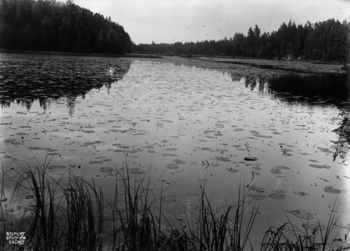 Hermann Christian Neupert, Larkollen, Østfold 1910. Tjern med vannliljer.