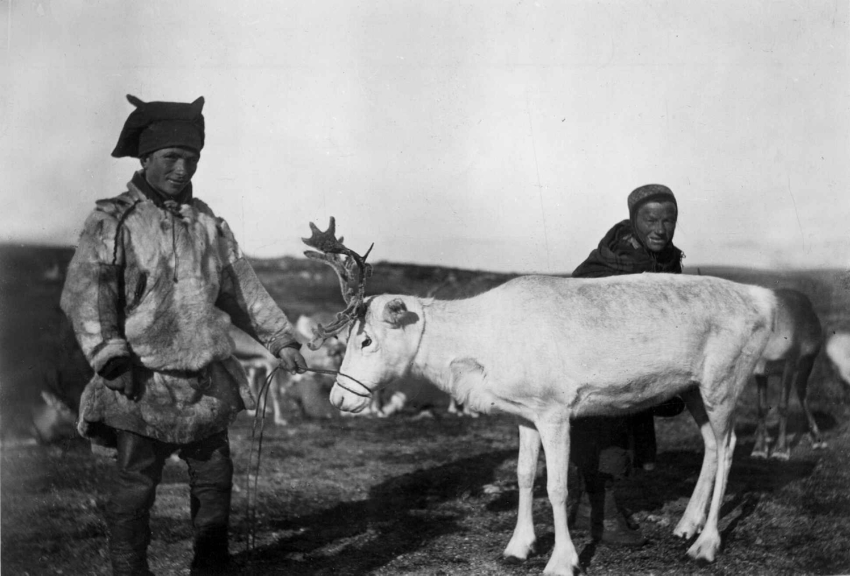 Konrad Nielsen, Melking av reinsdyr.
