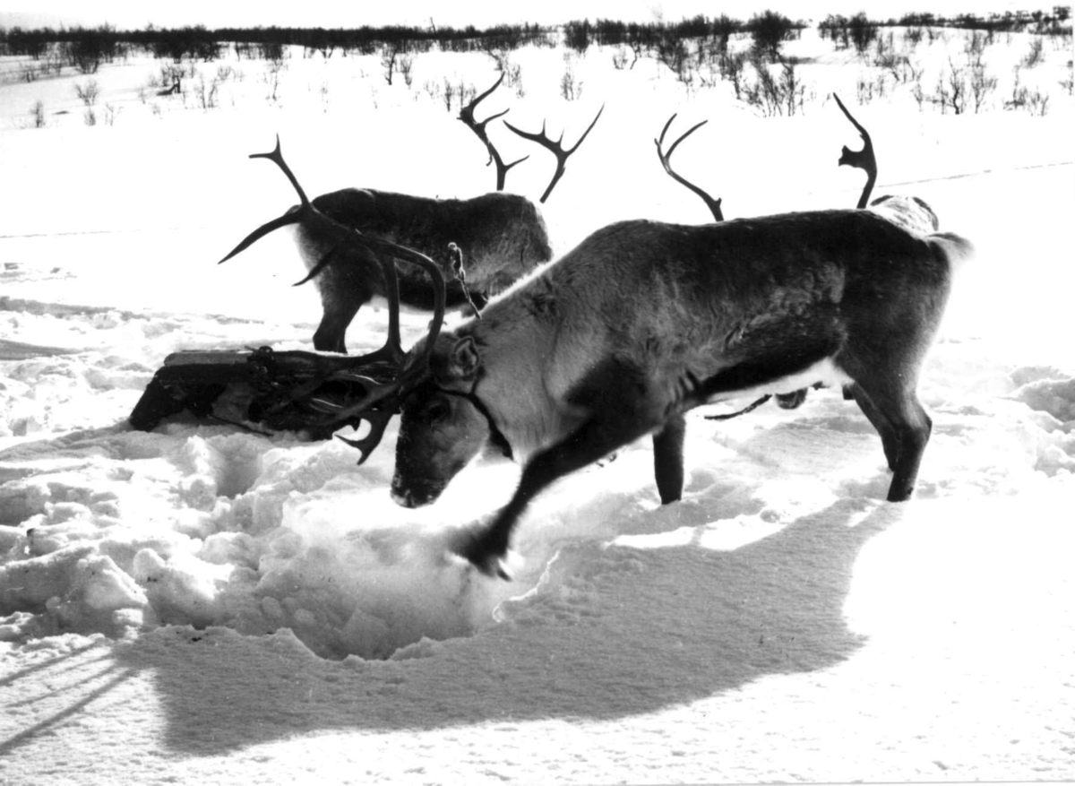 Virginia Raymond Davidson, Reinsdyr som graver etter mat i snøen. Karasjok 1958.