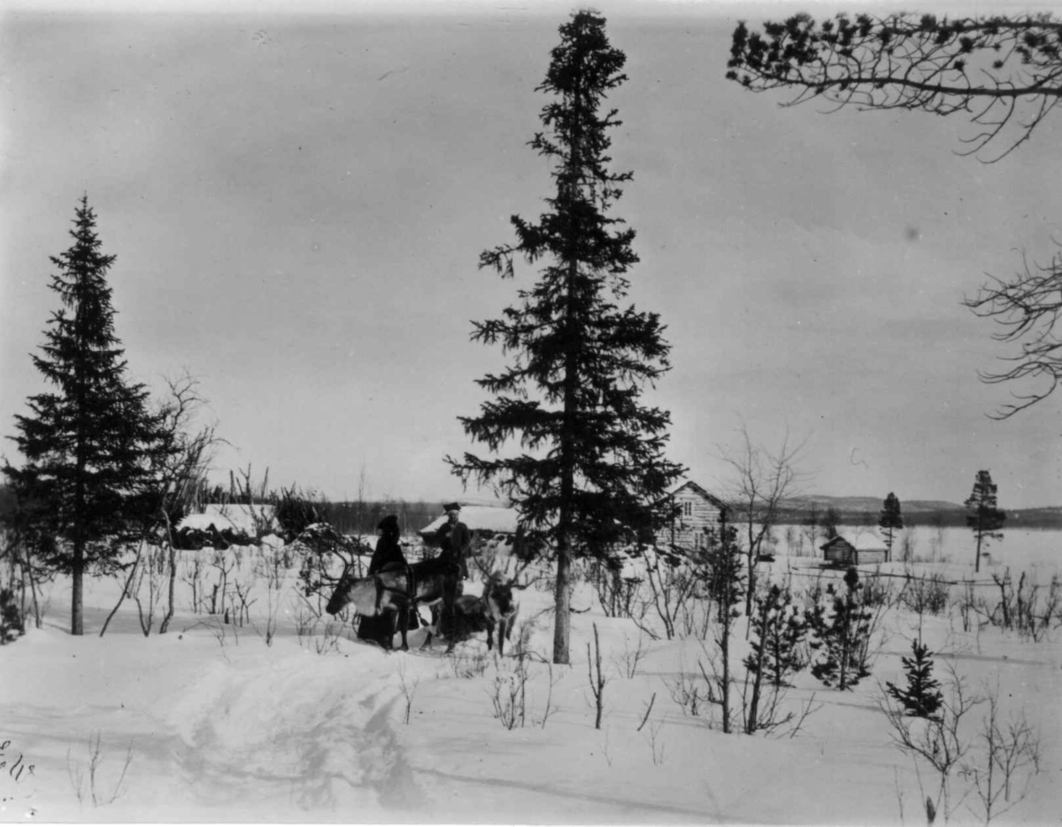 Ellisif Rannveig Wessel, Ved Svanvik, Pasvikdalen, Sør-Varanger, Finnmark. Samer med rein i granskog ved gårdstun.