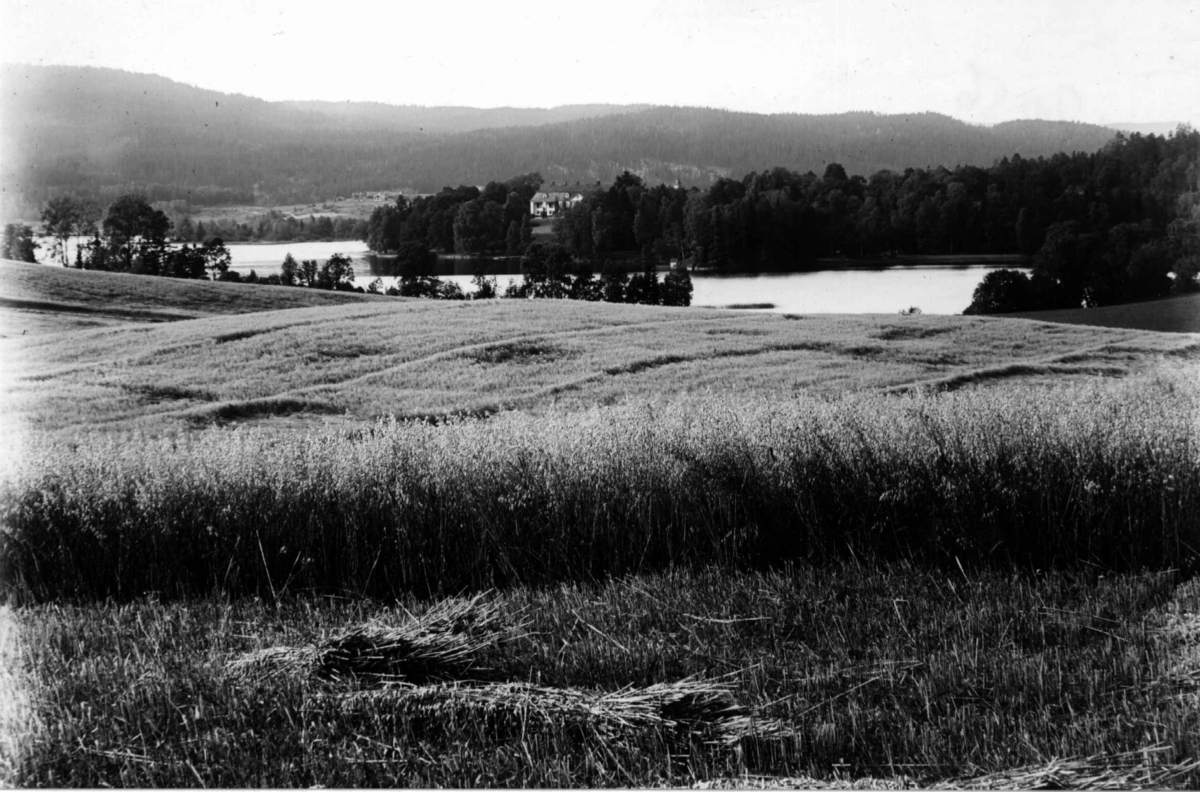 Hermann Christian Neupert, Bogstad gård ca. 1923. Bogstadvannet. Hovedbygningen med parken i bakgrunnen. Skog. Kornåkrer i forgrunnen.