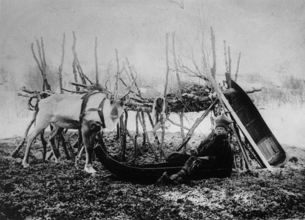 Ellisif Rannveig Wessel, Samen Ole Johannes Must i pulk med reinsdyr foran moselager, ved doktorgården Solheim, Kirkenes, Sør-Varanger, Finnmark, 1896.