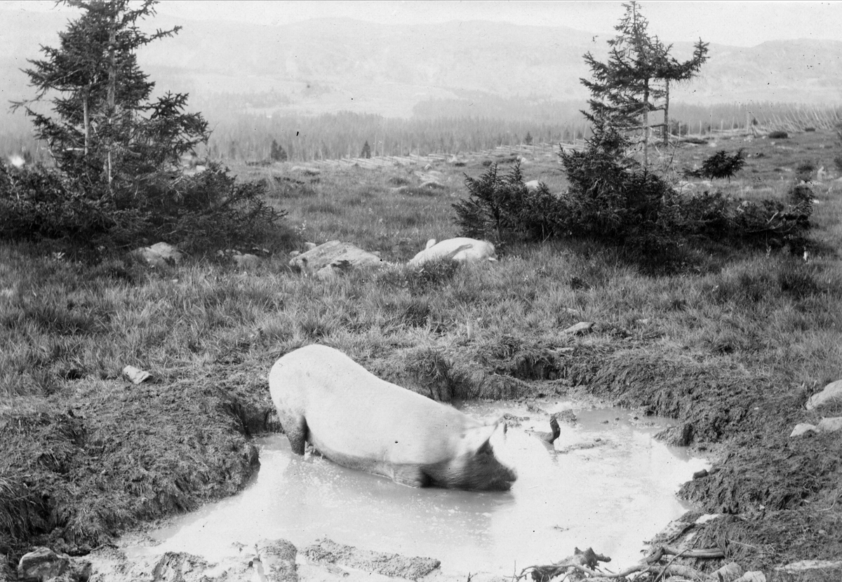 Robert Collett, Landskap med badende gris i forgrunnen. Antakelig fotografert i Gausdal i Oppland. Serie tatt av Robert Collett (1842-1913), amatørfotograf og professor i zoologi.
