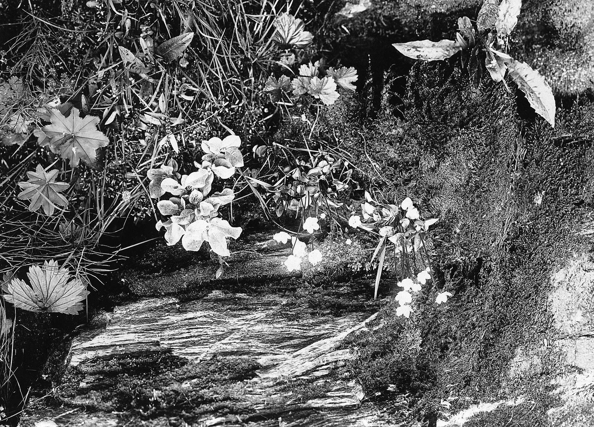 Robert Collett, Naturstudier, flora, ukjent sted. Serie tatt av Robert Collett (1842-1913), amatørfotograf og professor i zoologi.