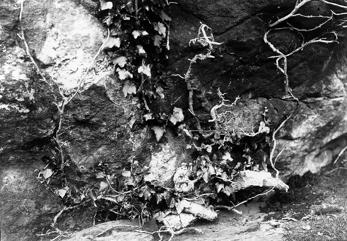Robert Collett, Naturstudier, flora, ukjent sted. Serie tatt av Robert Collett (1842-1913), amatørfotograf og professor i zoologi.