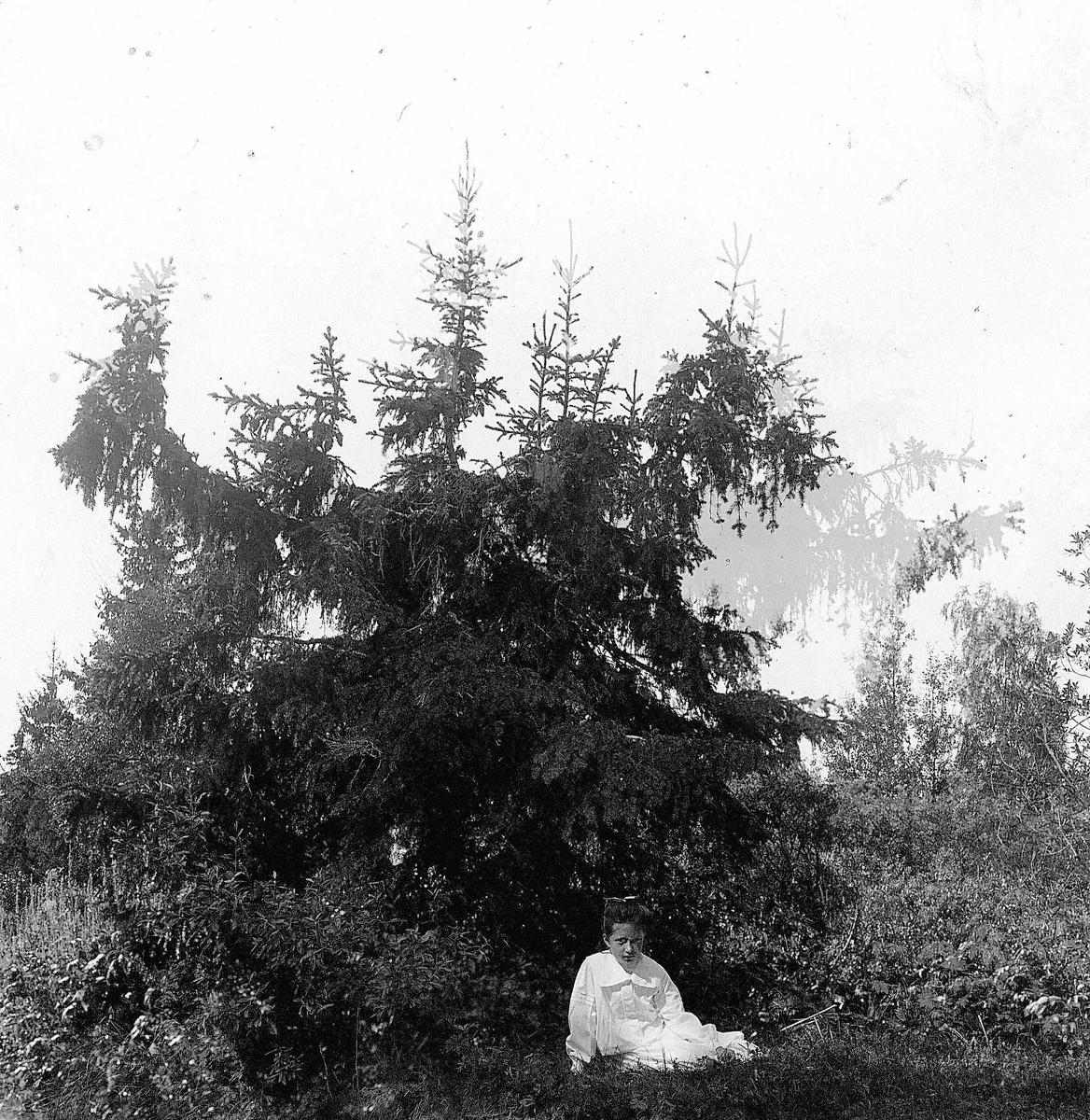 Robert Collett, Skogparti med sittende pike, ukjent sted. Serie tatt av Robert Collett (1842-1913), amatørfotograf og professor i zoologi.