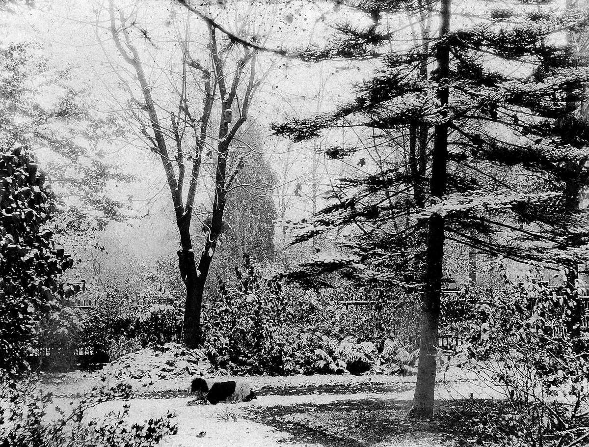 Robert Collett, Hage vinterstid med hund, ukjent sted. Serie tatt av Robert Collett (1842-1913), amatørfotograf og professor i zoologi.