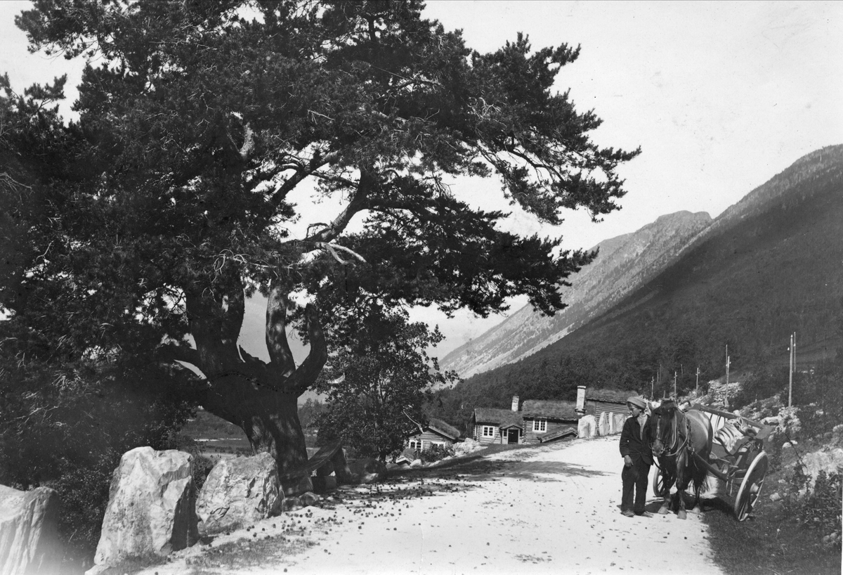 Robert Collett, Veiparti med mann med hest og kjøretøy, ukjent sted. Serie tatt av Robert Collett (1842-1913), amatørfotograf og professor i zoologi.