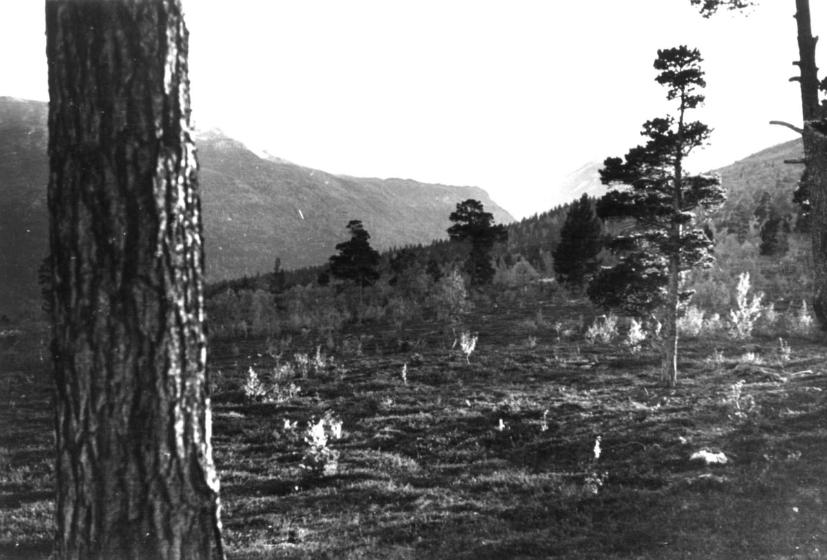Anna Grostøl, Bråtådal, Skjåk, Oppland 1941. Landskap.