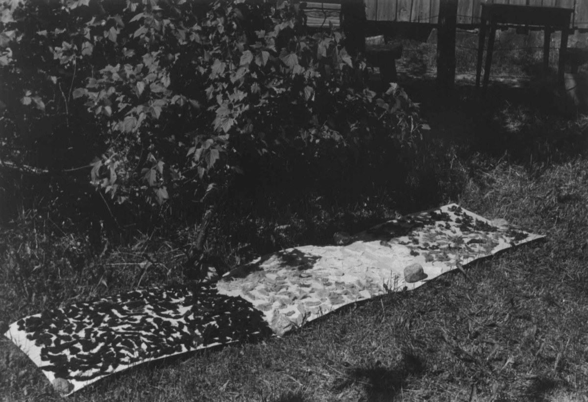 Anna Grostøl, Små filler, muligens til fyll i puter, ligger utespredt på paipr i en hage. Åseral, Vest-Agder 1943.