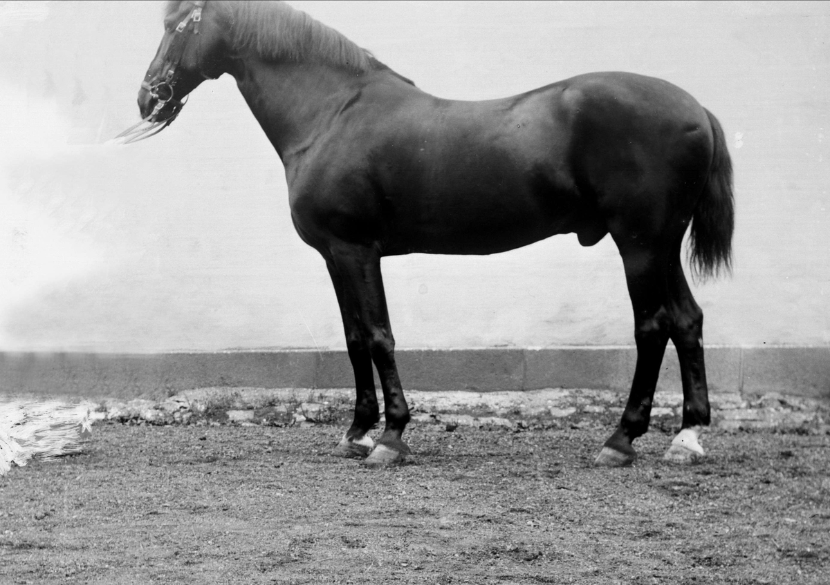 Gustav Borgen, Portrett, hest, hingst.