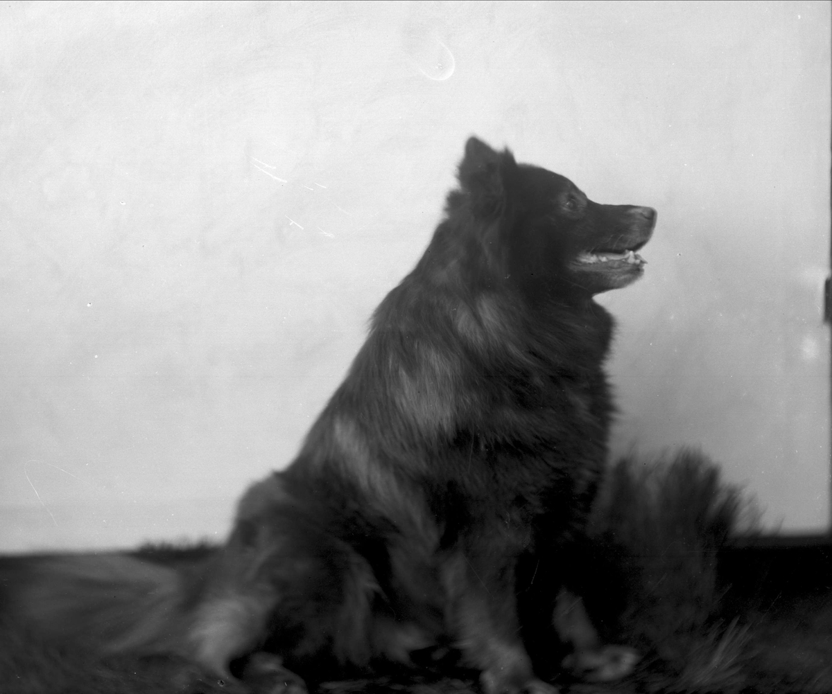 Gustav Borgen, NFB.13100