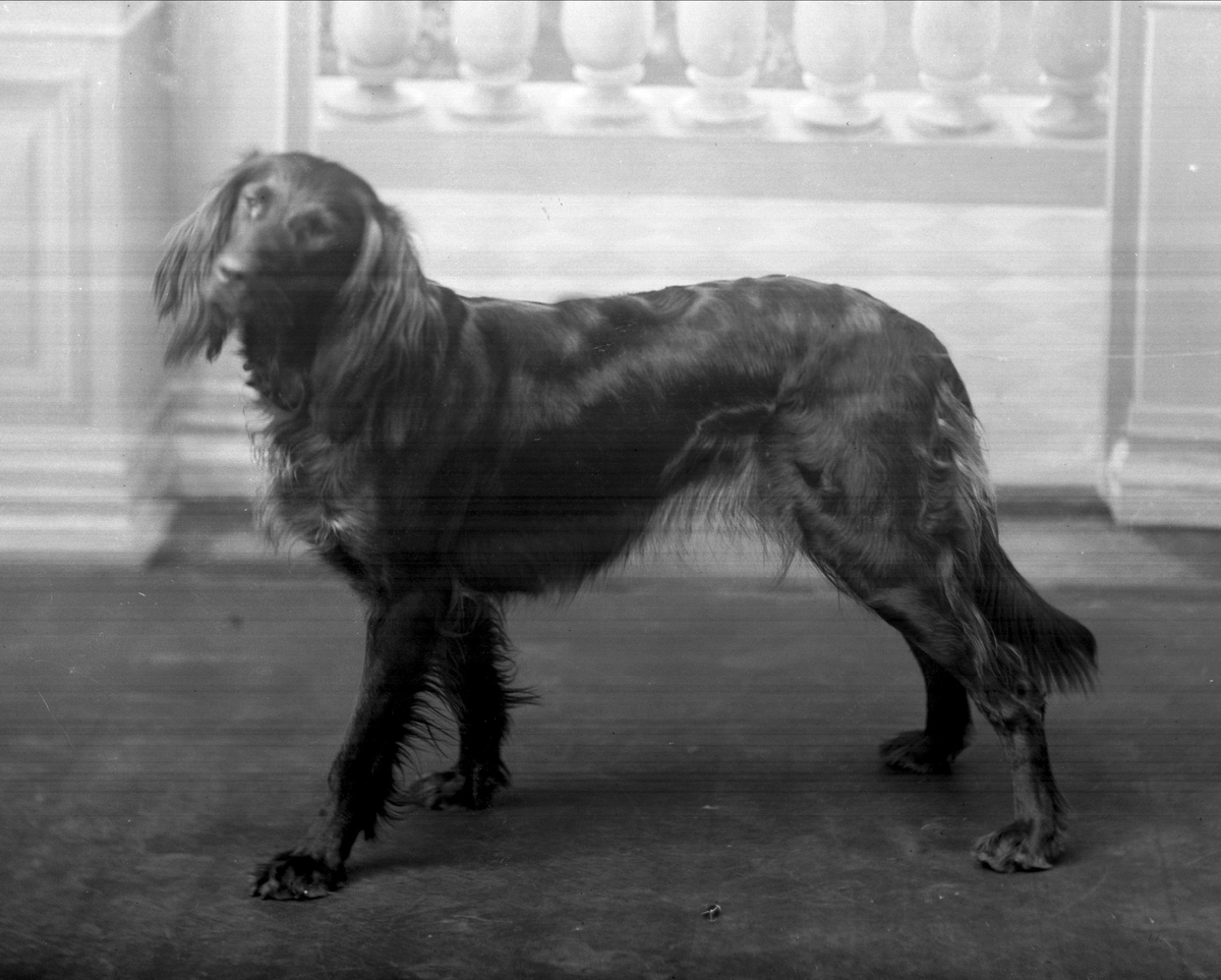 Gustav Borgen, Portrett, hund.