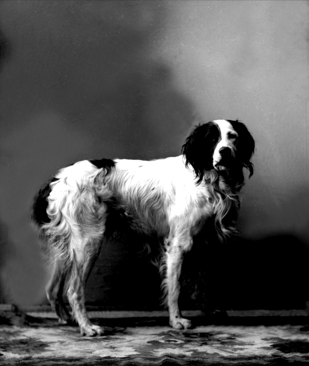 Gustav Borgen, Portrett, stående hund. Mossevigs hund.