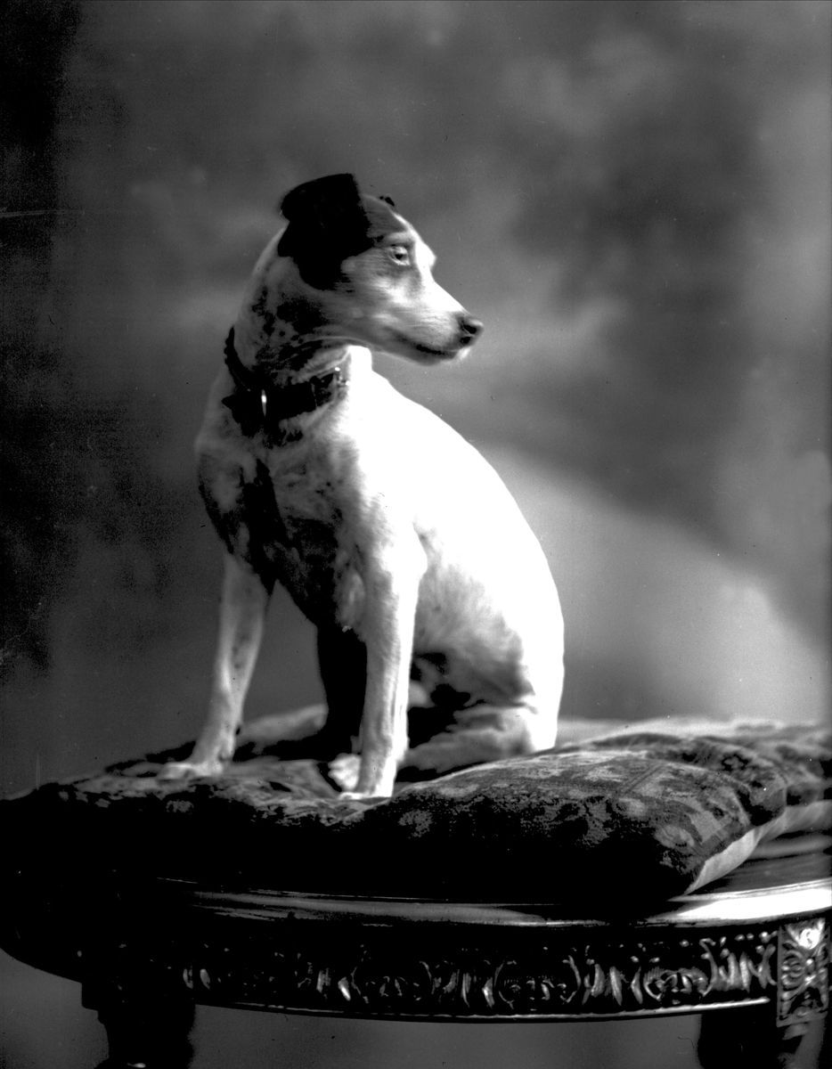 Gustav Borgen, NFB.20739