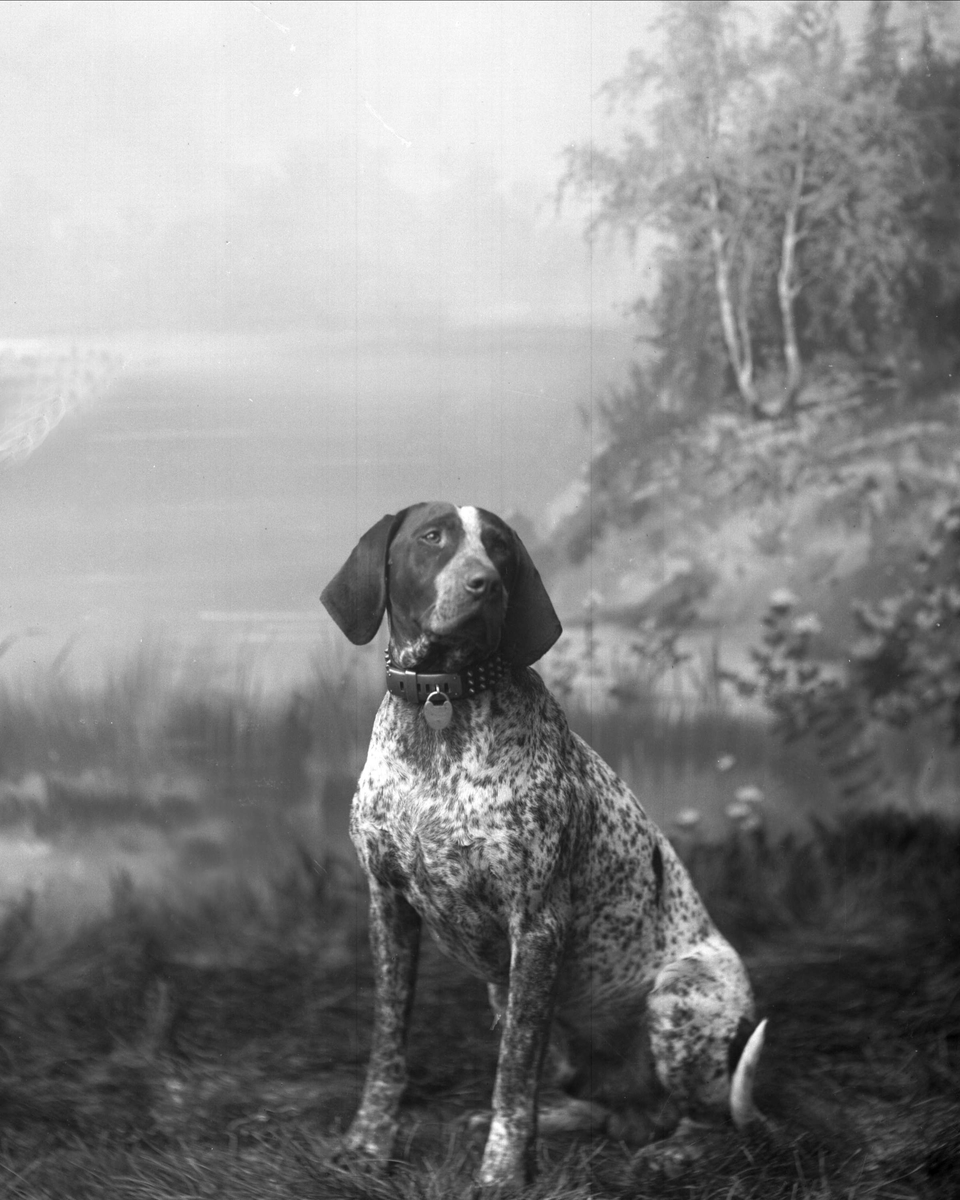 Gustav Borgen, Portrett, sittende fuglehund. Rittmester Dahls hund.