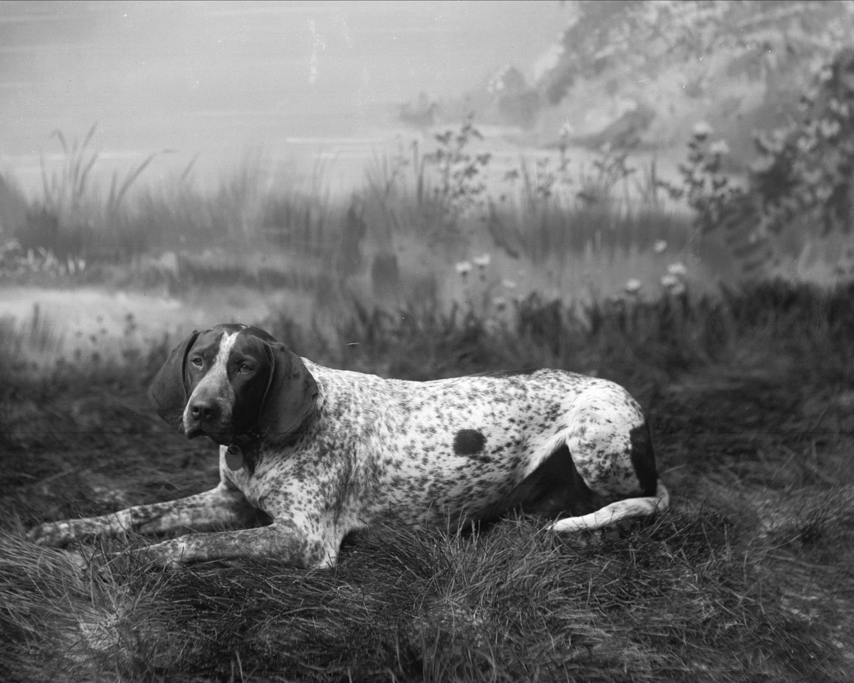Gustav Borgen, Portrett, liggende fuglehund. Rittmester Dahls hund.