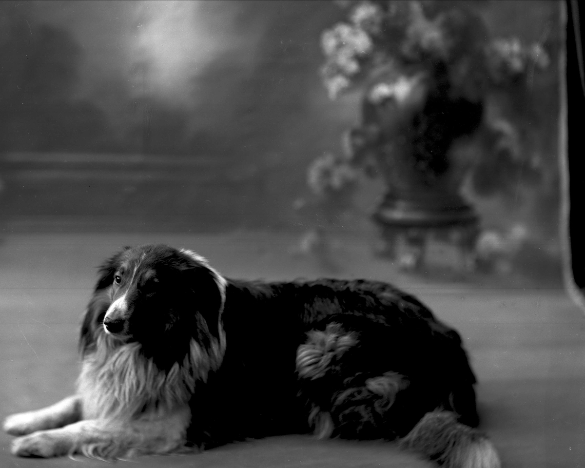 Gustav Borgen, Portrett, general Bratlies hund, en collie.