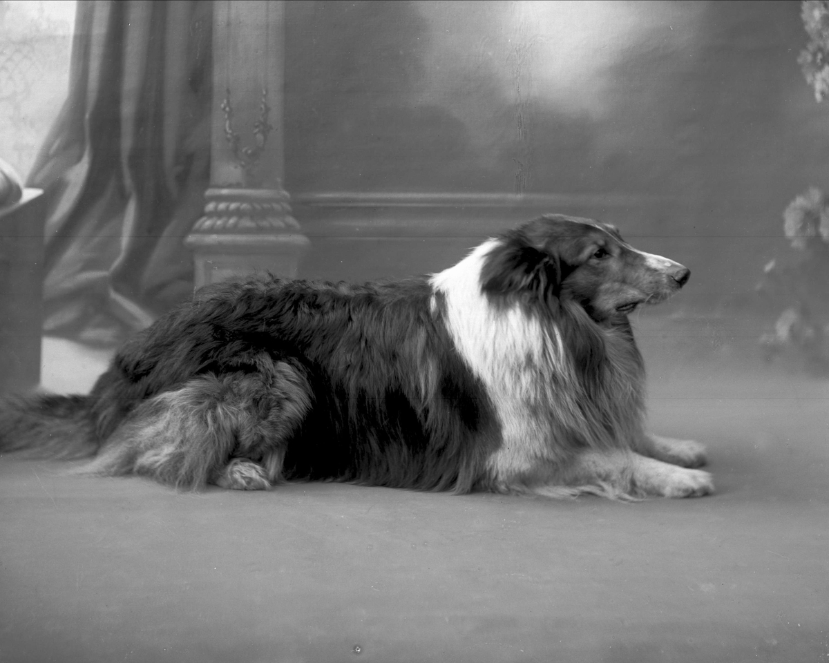 Gustav Borgen, Portrett, general Bratlies hund, en collie.