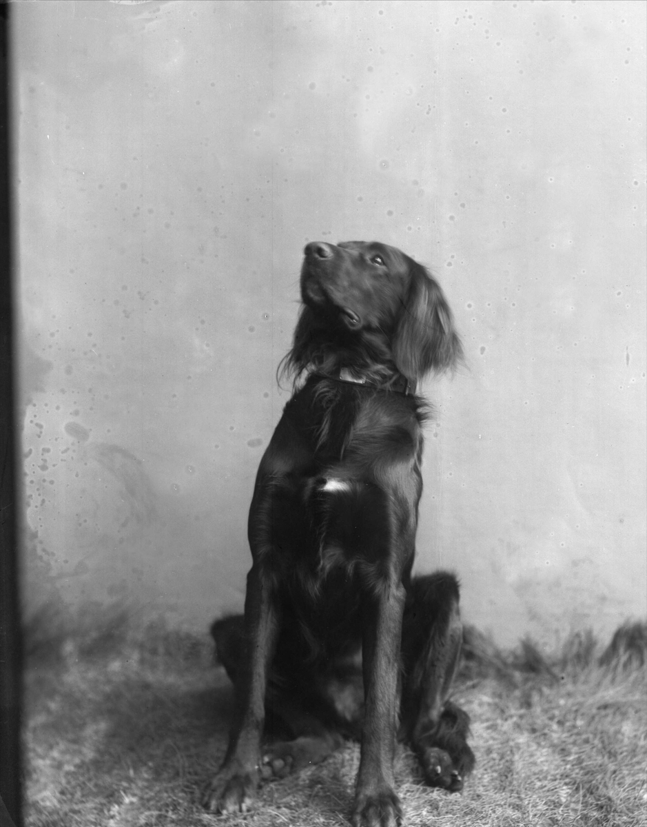 Gustav Borgen, Portrett, fuglehund, frøken Viderbergs hund.