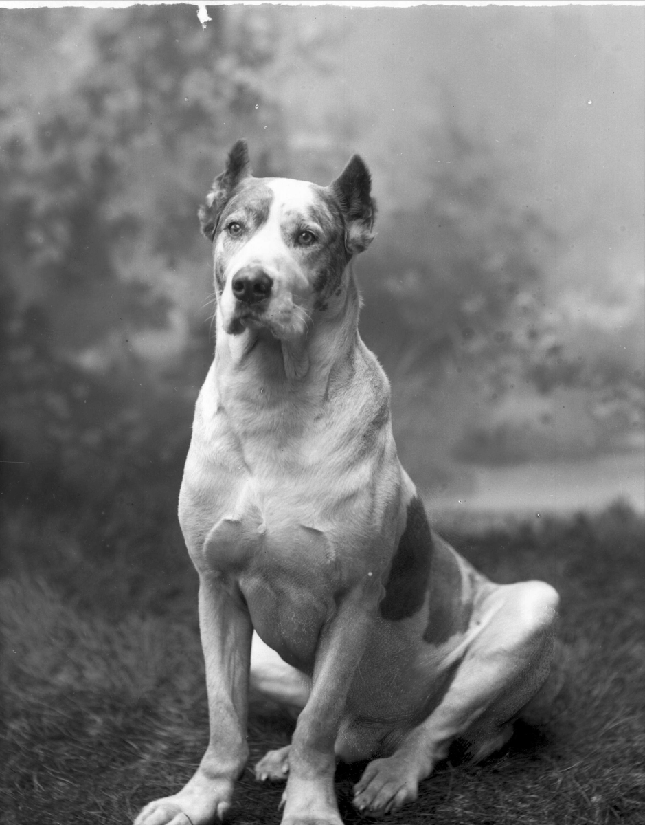 Gustav Borgen, Portrett, sittende hund.