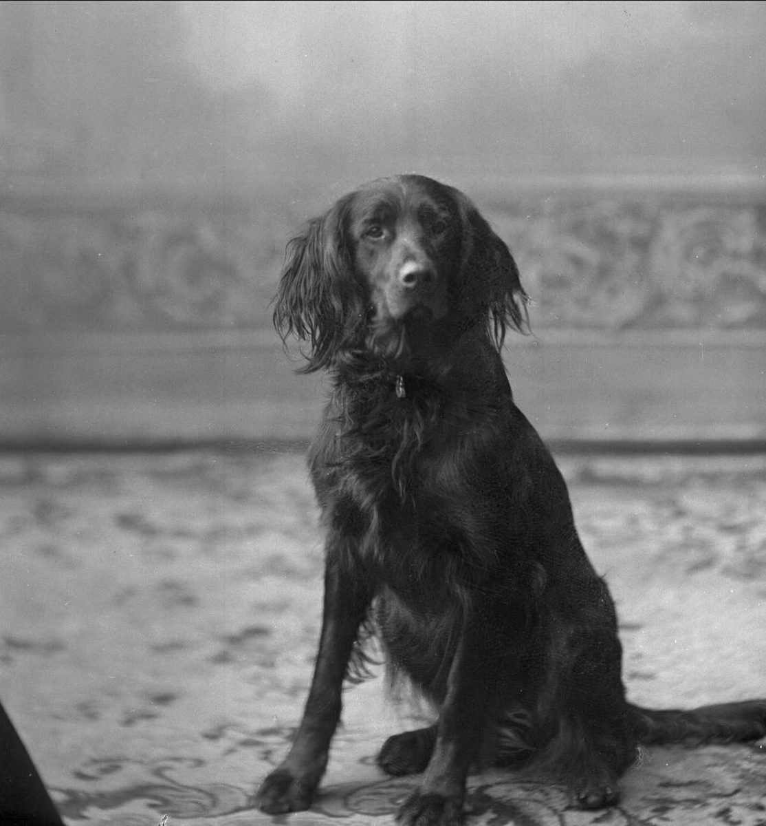 Gustav Borgen, Portrett, Dr. Høgs hund.