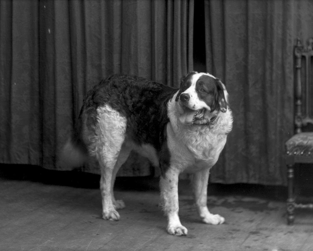 Gustav Borgen, Portrett, Agent Aabergs hund.