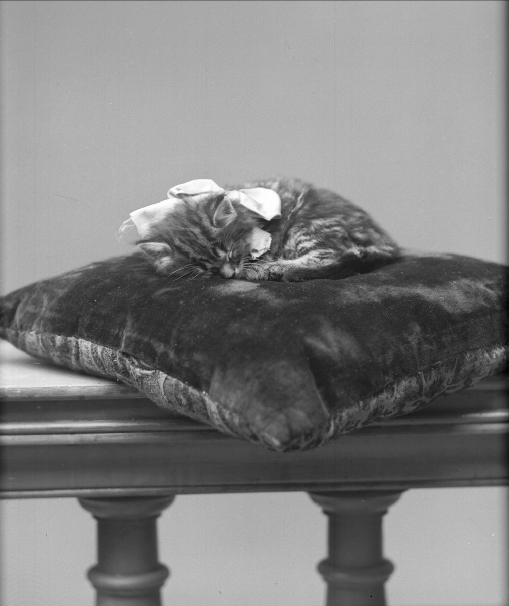 Gustav Borgen, Portrett, sovende katt på pute. Wilhelmsens katt.
